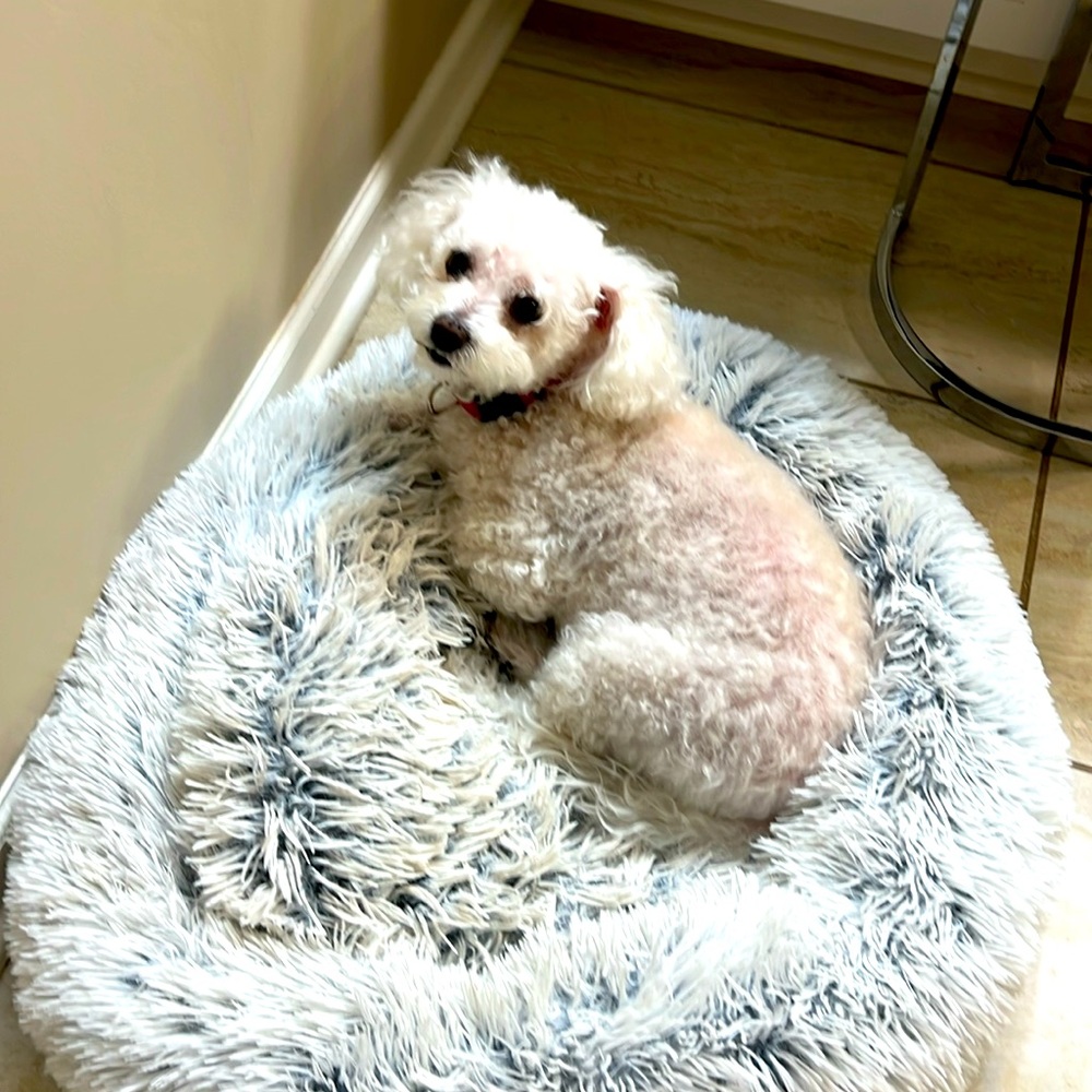 Sweetest Shop Sidekick